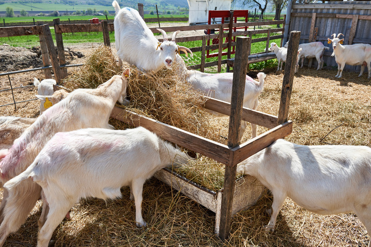 protein-for-goats